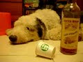 Dog Talk Perro Habla Leo 2