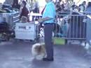 Exposition canine de Charleville Mezi�res
