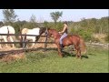 Stallion Saying Hi To His Ladies, Julie Along For the Ride