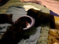 pups3.AVI
