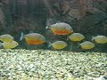 PIRANHA - Pygocentrus Piraya Shoal