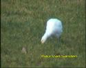 Koereiger (Bubulcus ibis) Koereiger (Bubulcus ibis)