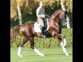 Thoroughbreds