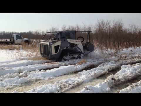 how to control autumn olive