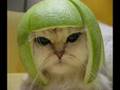 TAY&DALT - WE WANT THE CAT
