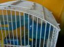 Hamster Alpiniste