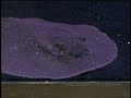 Videoclip #6 - Fish Bowl Pet Shop - Sting Ray