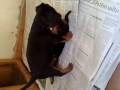 videos de Filhotes Dachshund