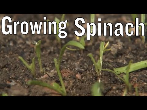 how to grow silverbeet