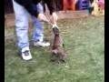 videos de puppies