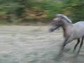 Beba - Canter - � sotos206 - 7-8-2007