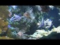 Lionfish and Turkeyfish Pterois volitans,.. Lionfish and Turkeyfish Pterois volitans,..
