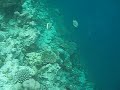 Maldives Underwater Precipice End Of The Reef