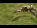 Buizerd Buizerd