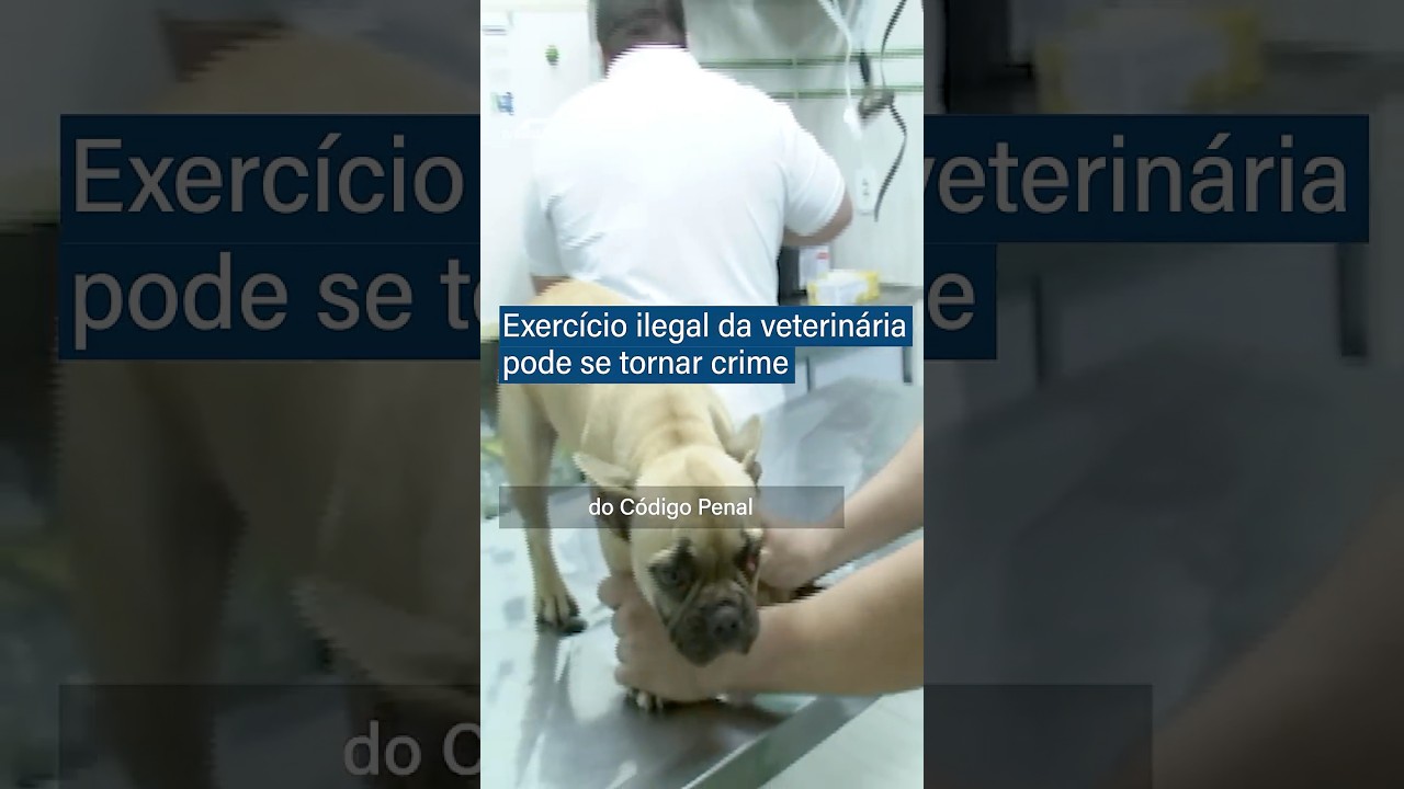 Exercício ilegal da veterinária pode se tornar crime #shorts