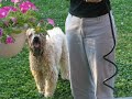 Ella and the Terrible Hose Monster