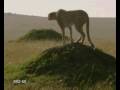 Wild Cats