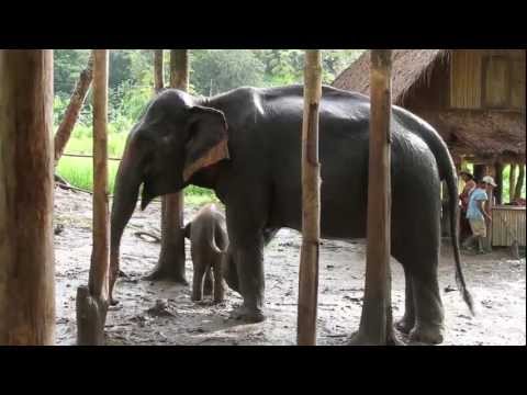 Elephant Owner For a Day