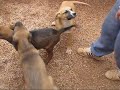 KAZSHELTER  Boxers - Sean  MVI_4711.avi