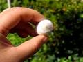 silkworm emerging#1