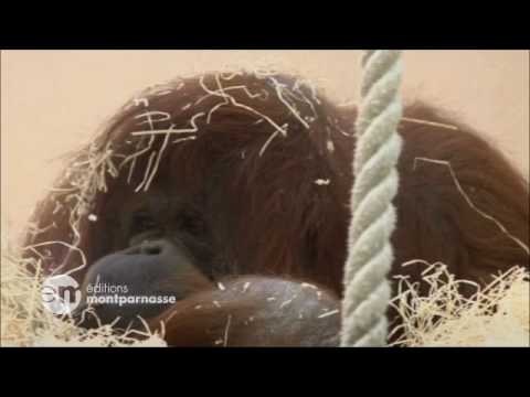 Image de prévisualisation YouTube