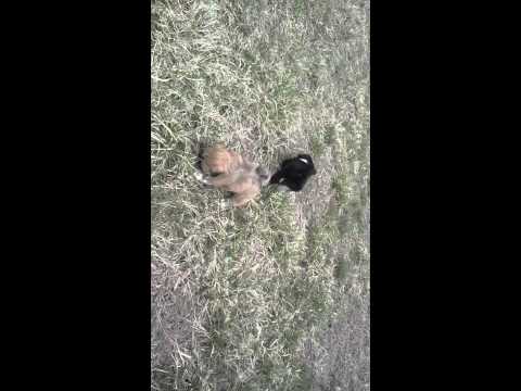 Lhasa Apso Puppy: KERRI