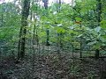 loving-sasquatch-of-washington-state.html