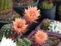 My flowering cacti collection