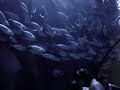L�oceanographic