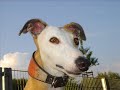 In Memory of Galgo Lloron