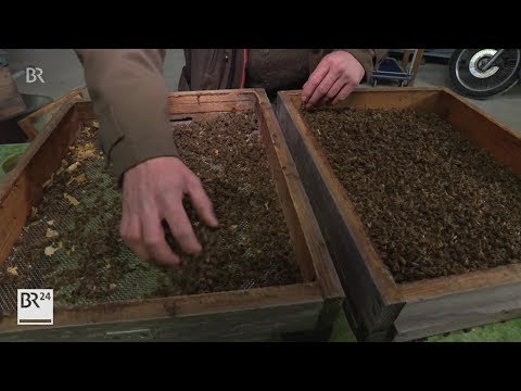 Immer mehr Bienenvölker überstehen den Winter nicht