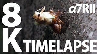 8K TimeLapse SONY a7RII ILCE−7RM2 ソニー「α7R II」で8Kタイムラプス撮ってみた