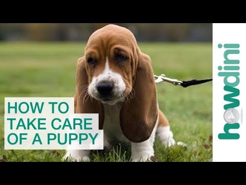how to care a puppy