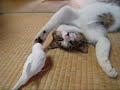 Попугай не даёт спать коту