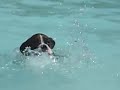 Boxer learning to swim