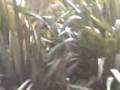 videos de Mini dudes atack