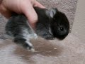 Netherland Dwarfs 2 Weeks Cute & Fluffy Bunny Rabbits