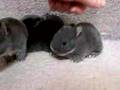 Netherland Dwarfs 2 Weeks Cute & Fluffy Bunny Rabbits