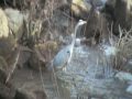 Blue Heron At River Walk Park