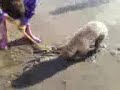 Echo Digging