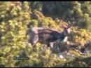 Rebeco ( rupicapra rupicapra ) Rebeco ( rupicapra rupicapra )