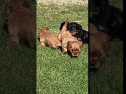 Green Collar Ruby Male Parents are OFA