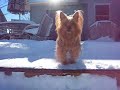 Ellie and Rylie Crazy Yorkies In The Snow