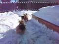 Ellie and Rylie Crazy Yorkies In The Snow