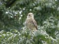Torenvalk (Common Kestrel)
