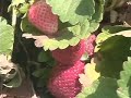Vanishing Bees - Voice of America