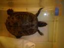 trachemys-scripta-elegans-che-torna-a-mangiare.html
