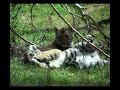 Little tigers