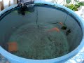 Mis Goldfish Mis Goldfish