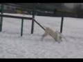 Dogo Argentino video